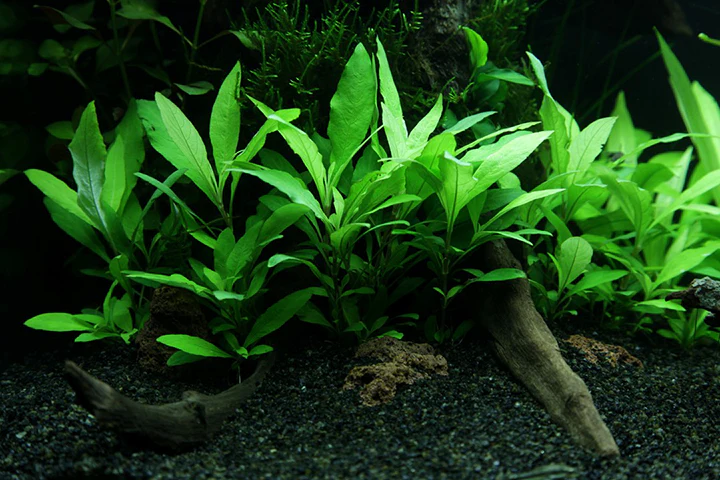 [053B PCS] Tropica | Hygrophila corymbosa 'Siamensis 53B' - Pot in blister package