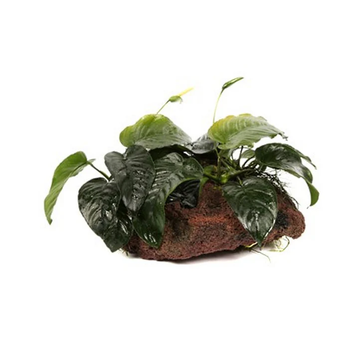 [101 YLX] Tropica | Anubias barteri sp. - on lava stone - XL