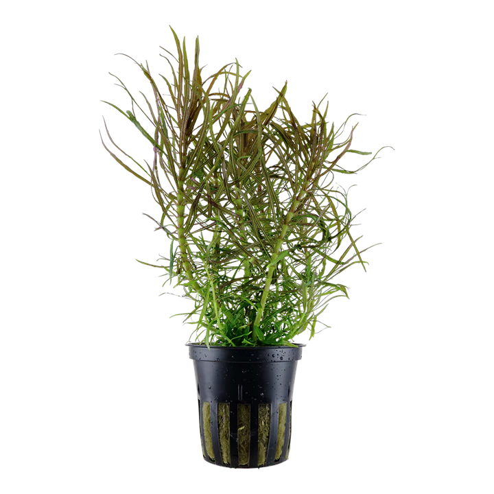 [AG-P05] AG | Pogostemon stellatus - Pot