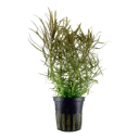 AG | Pogostemon stellatus - Pot