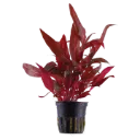 AG | Alternanthera reineckii 'Rosanervig' - Pot