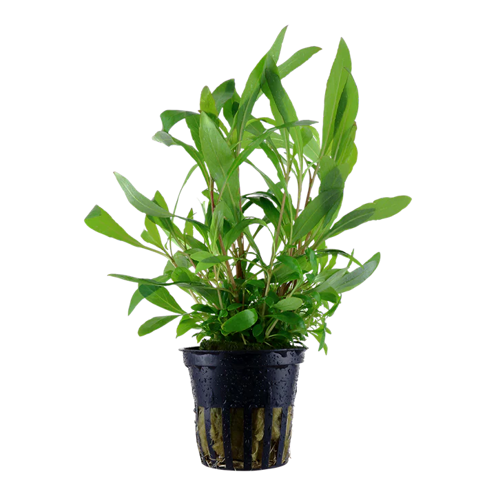 [AG-H07] AG | Hygrophila corymbosa 'Siamensis 53B' - Pot