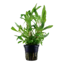 AG | Hygrophila corymbosa 'Siamensis 53B' - Pot