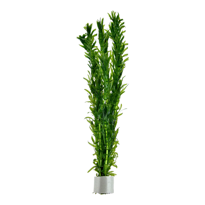 AG | Egeria densa - Pot