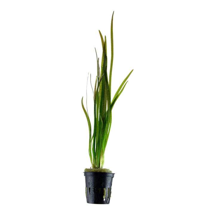 [AG-V09] AG | Vallisneria Spiralis 'Tiger' - Pot