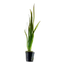 AG | Vallisneria Spiralis 'Tiger' - Pot