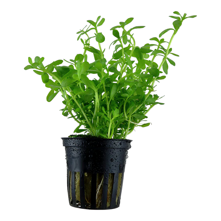 [AG-B11] AG | Bacopa monnieri 'Compact' - Pot