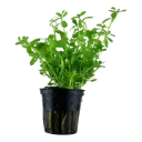 AG | Bacopa monnieri 'Compact' - Pot