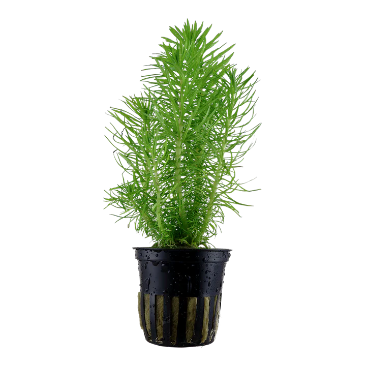 [AG-P12] AG | Pogostemon deccanensis or Pogostemon erectus - Pot