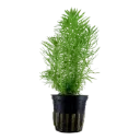 AG | Pogostemon deccanensis or Pogostemon erectus - Pot