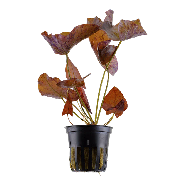 [AG-N26] AG | Nymphaea lotus