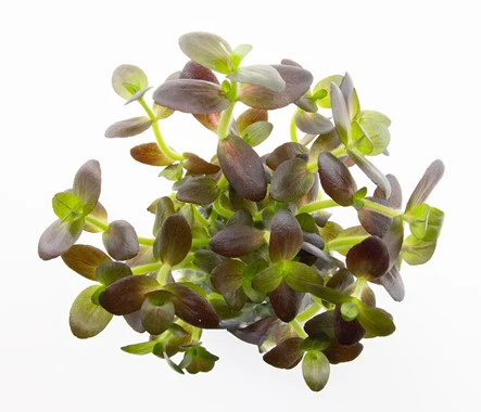 [AG-B27] AG | Bacopa salzmannii 'Purple' - Pot