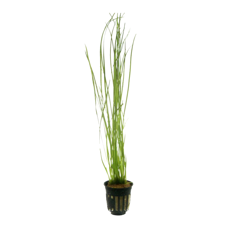 [AG-V84] AG | Vallisneria Nana - Pot