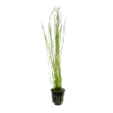 AG | Vallisneria Nana - Pot