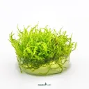 AG | Vesicularia montagnei â€˜Christmasâ€™ - Cup