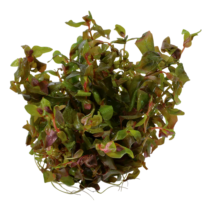 [AG-R112] AG | Rotala macrandra - Cup