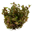 AG | Rotala macrandra - Cup