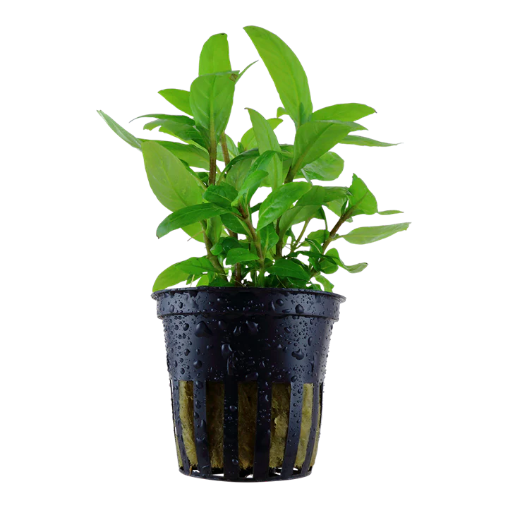 AG | Staurogyne repens - Pot