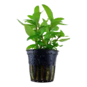 AG | Staurogyne repens - Pot