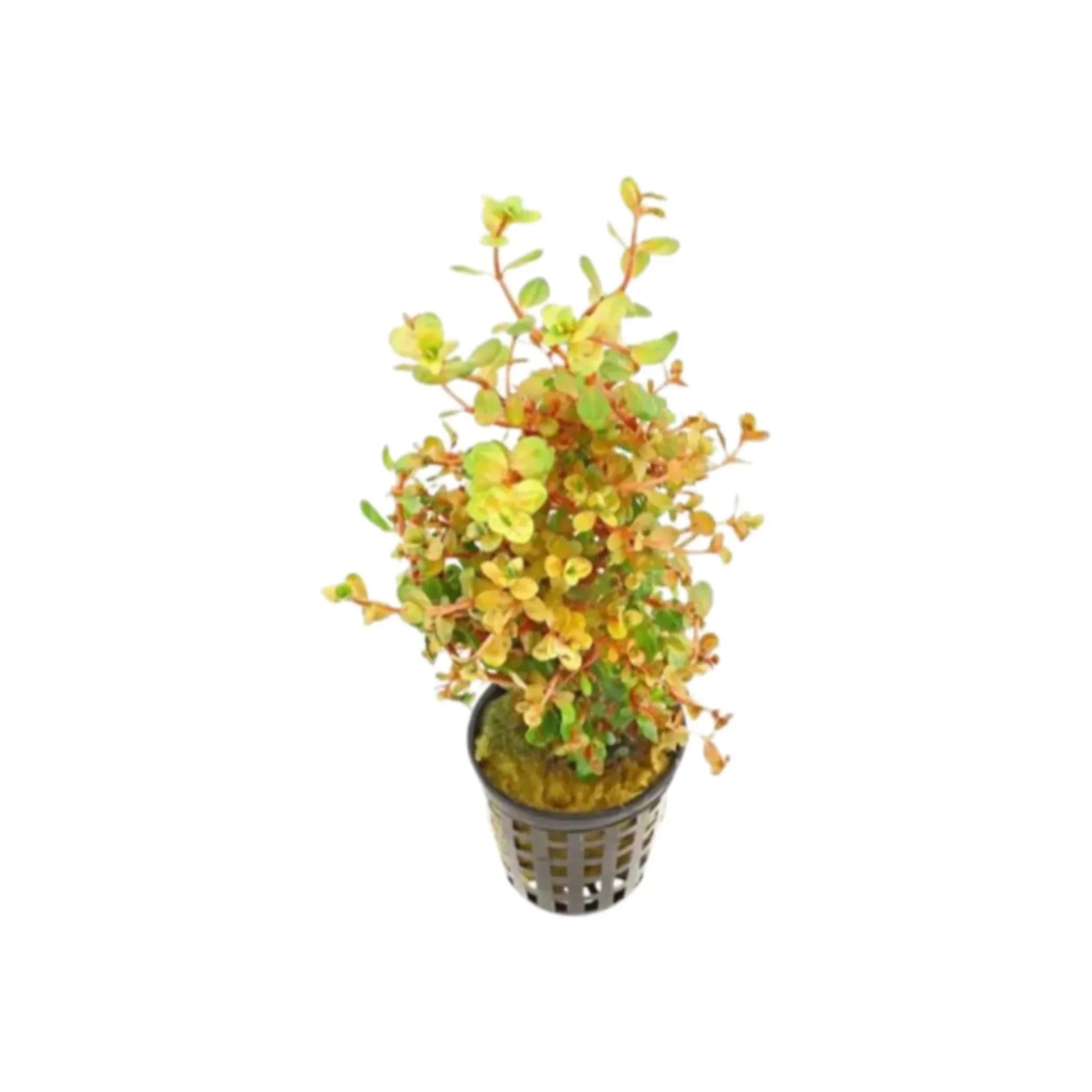 AG | Rotala rotundifolia â€˜Orange juiceâ€™ - Pot