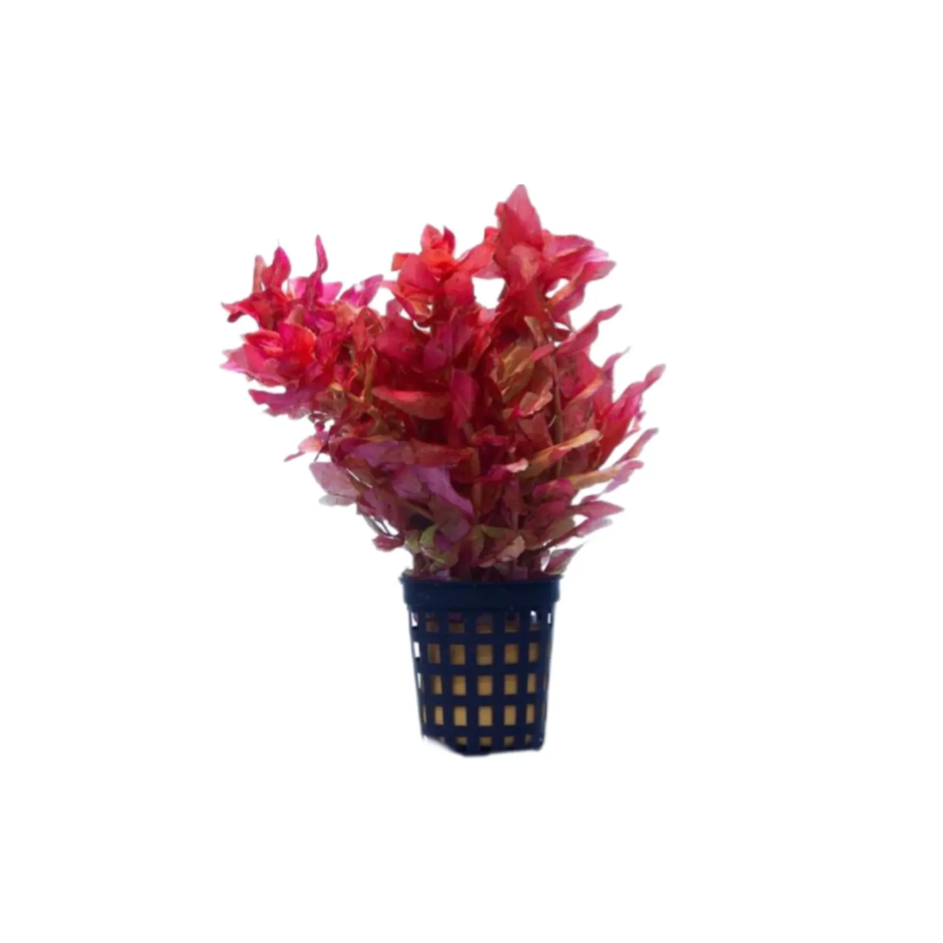 [AG-R115] AG | Rotala macrandra - Pot