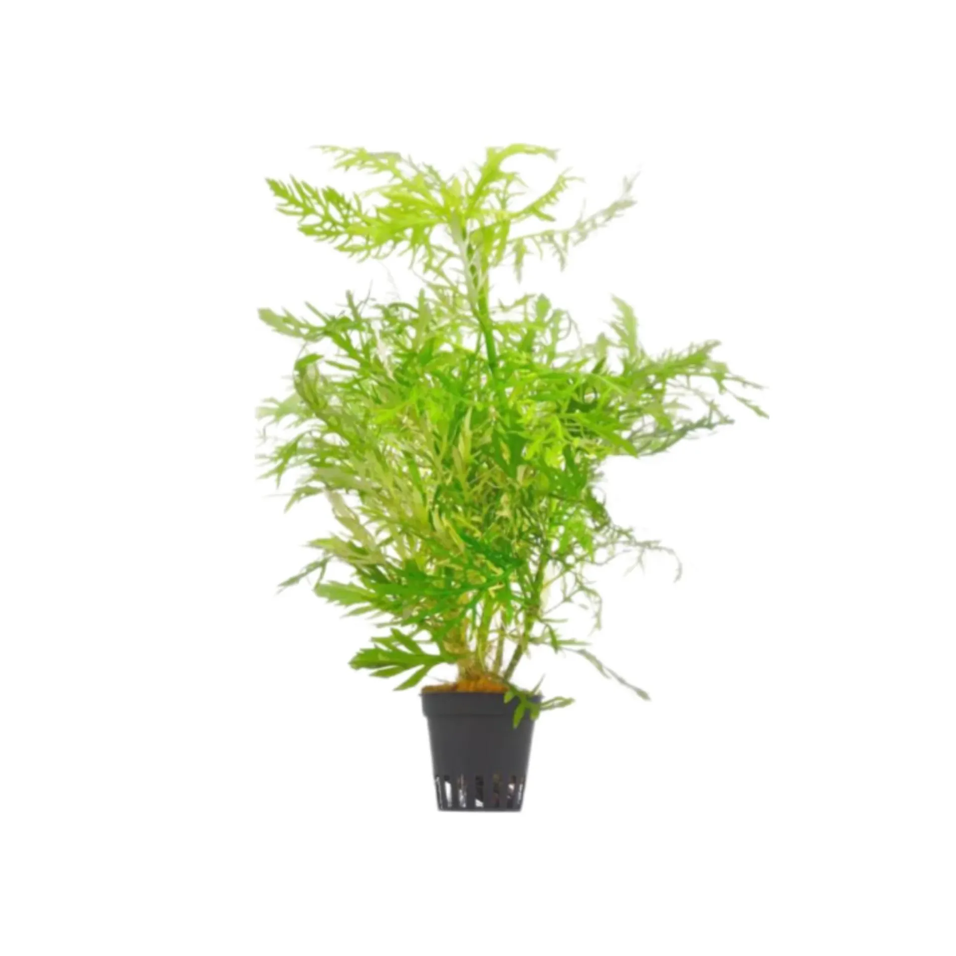 [AG-H116] AG | Hygrophila difformis - Pot