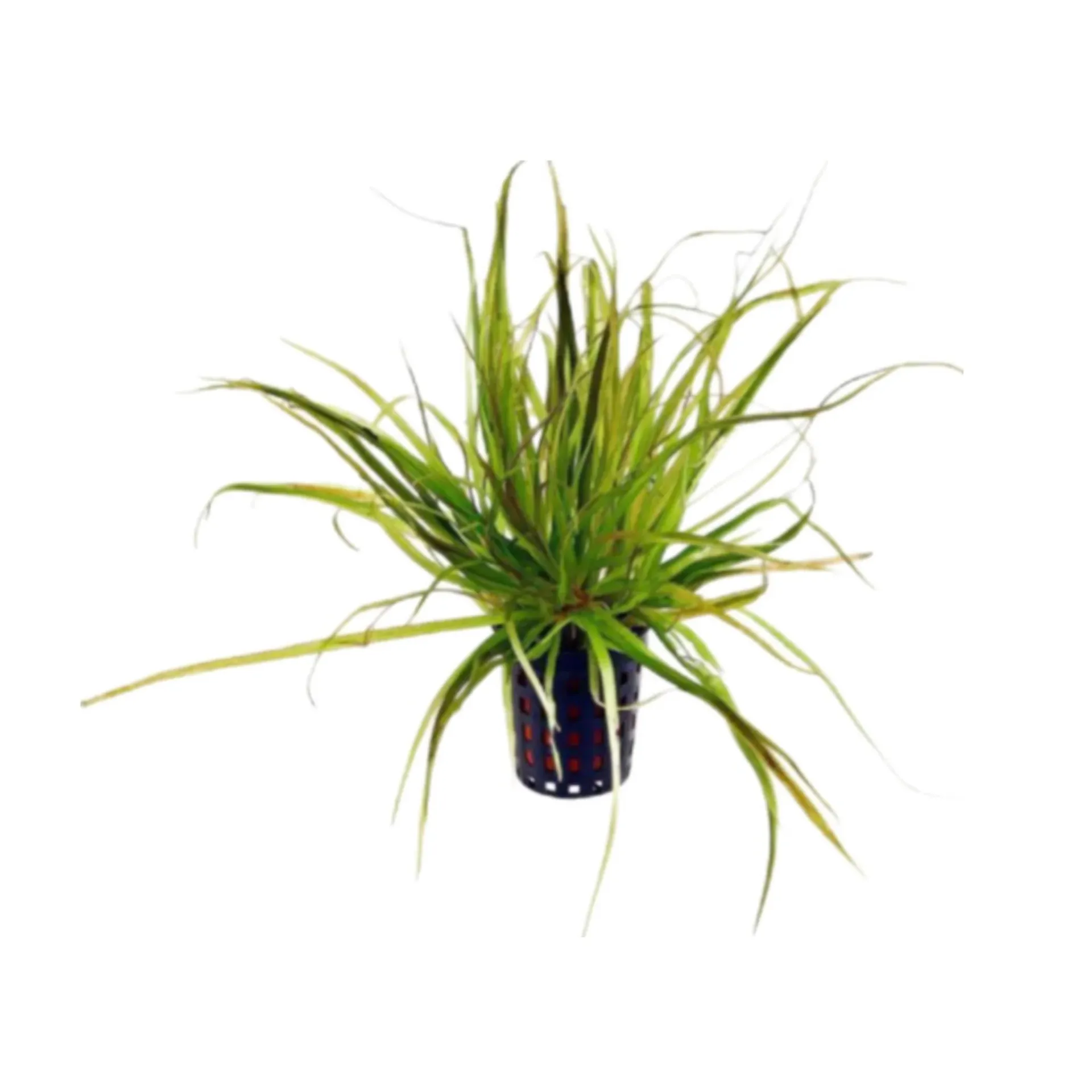 [AG-B117] AG | Blyxa japonica - Pot