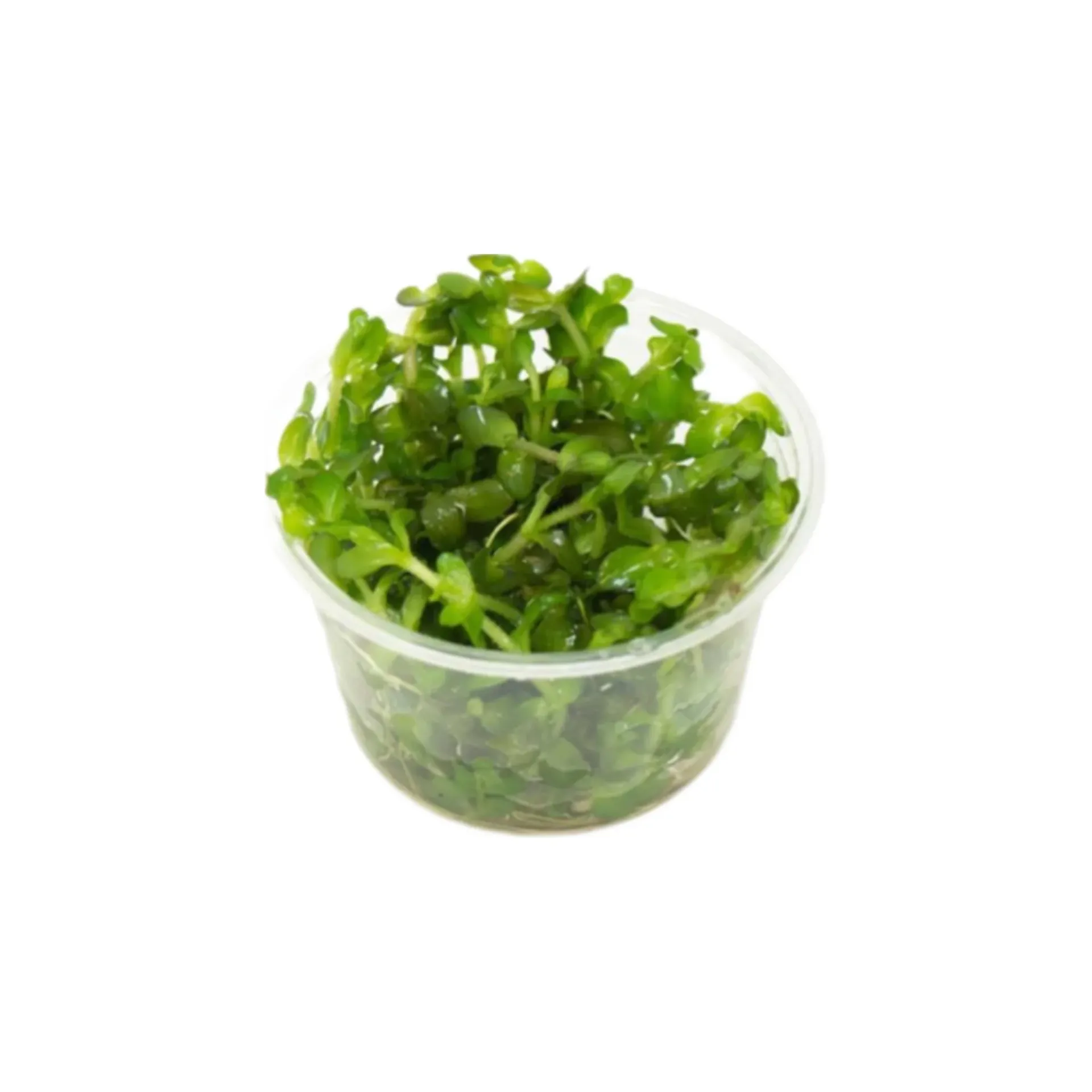 [AG-B118] AG | Bacopa caroliniana - Cup