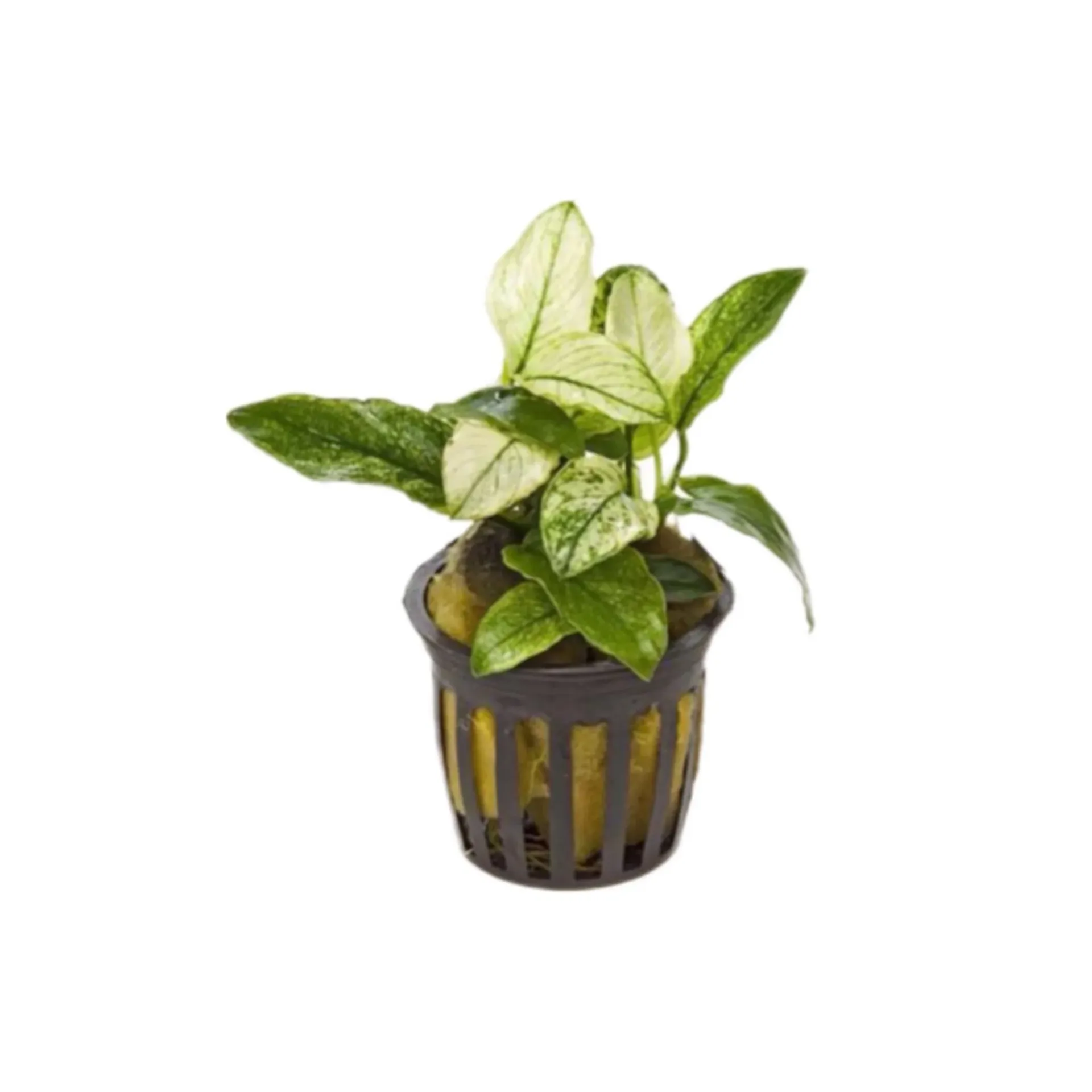 [AG-A119] AG | Anubias nana 'Pinto' - Pot