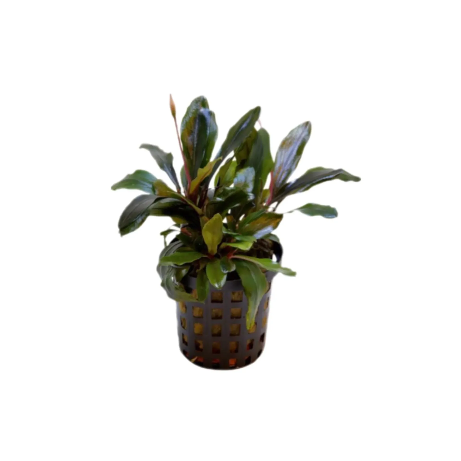 [AG-B120] AG | Bucephalandra sp. â€˜Pink Malawiâ€™ - Pot