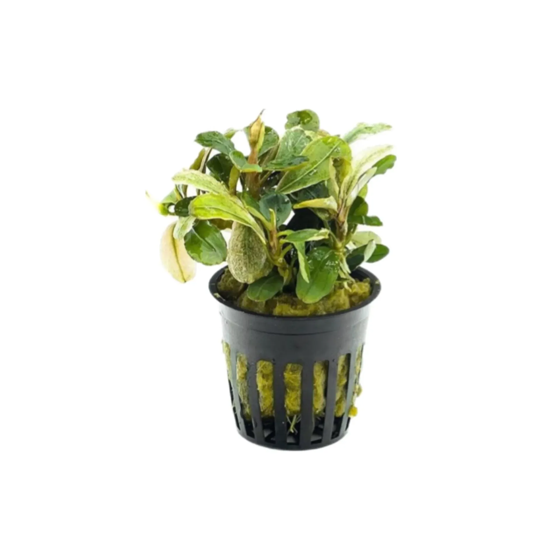 [AG-B121] AG | Bucephalandra sp. â€˜Malawiâ€™ - Pot