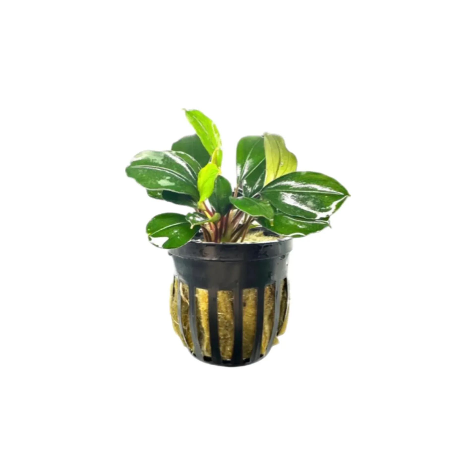 [AG-B122] AG | Bucephalandra sp. â€˜Deep Blueâ€™ - Pot