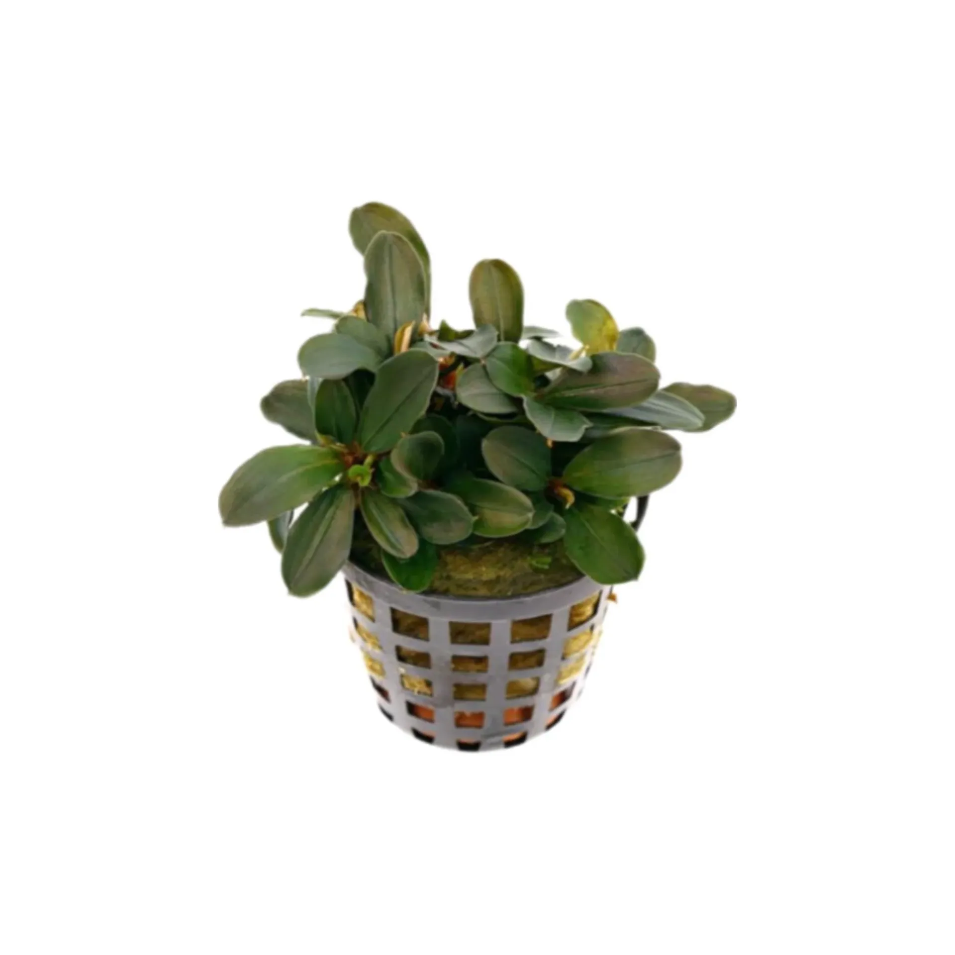 [AG-B123] AG | Bucephalandra sp. â€˜Theiaâ€™ - Pot