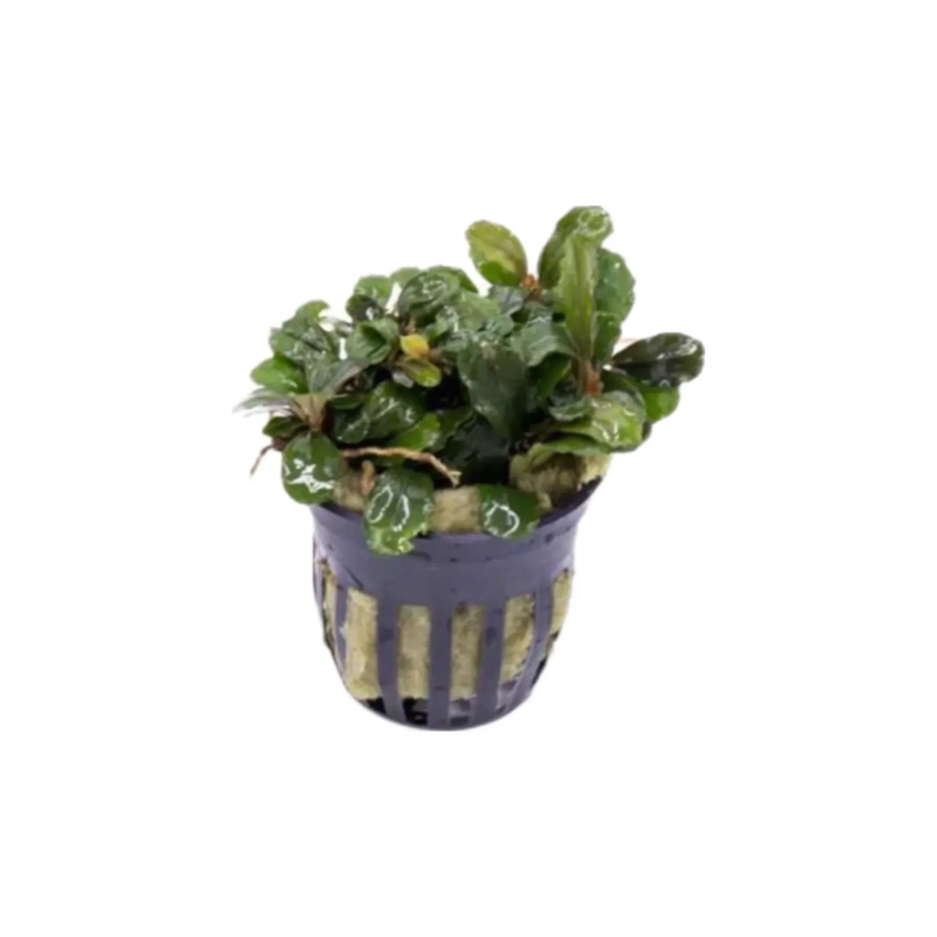AG | Bucephalandra sp. 'Brownie Blue' - Pot