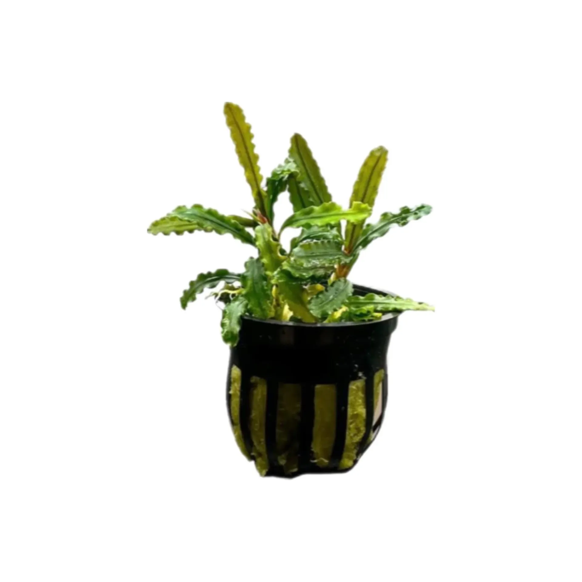 AG | Bucephalandra sp. 'Wavy Green' - Pot