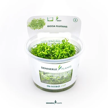 [DENN128] Dennerle Plants | Riccia fluitans - Cup