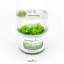 Dennerle Plants | Riccia fluitans - Cup