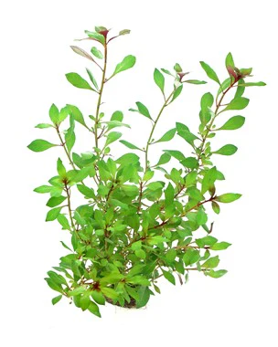 [DENN129] Dennerle Plants | Ludwigia repens 'Rubin' - Pot