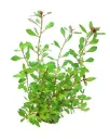 Dennerle Plants | Ludwigia repens 'Rubin' - Pot