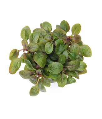 [DENN130] Dennerle Plants | Lobelia cardinalis 'Mini' - Pot