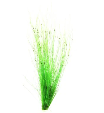 [DENN133] Dennerle Plants | Eleocharis vivipara - Pot