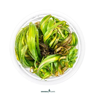 [DENN136] Dennerle Plants | Blyxa japonica - Cup