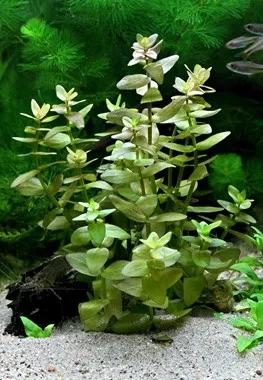 Dennerle Plants | Bacopa caroliniana - Pot