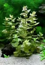 Dennerle Plants | Bacopa caroliniana - Pot