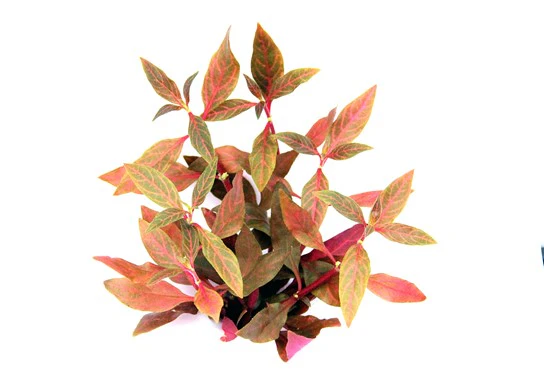 [DENN140] Dennerle Plants | Alternanthera reineckii â€˜Red rubyâ€˜ - Pot