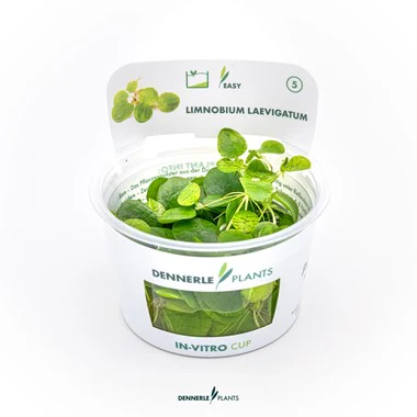 [DENN142] Dennerle Plants | Limnobium laevigatum - Cup