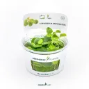 Dennerle Plants | Limnobium laevigatum - Cup