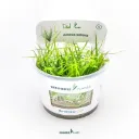 Dennerle Plants | Juncus repens - Cup