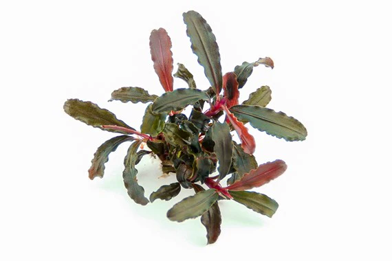 [DENN145] Dennerle Plants | Bucephalandra sp. 'Red Scorpio' - Pot