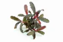 Dennerle Plants | Bucephalandra sp. 'Red Scorpio' - Pot